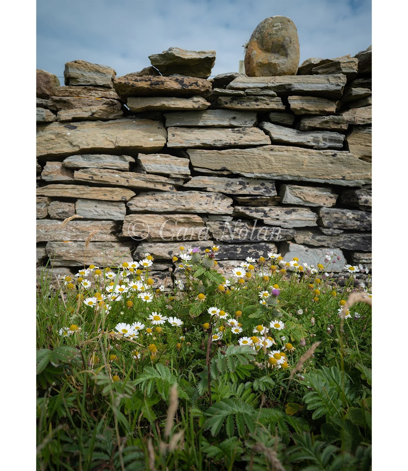 daisies.jpg