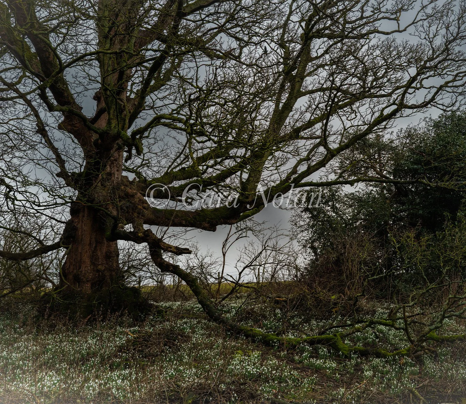 old tree binns reduced.jpg