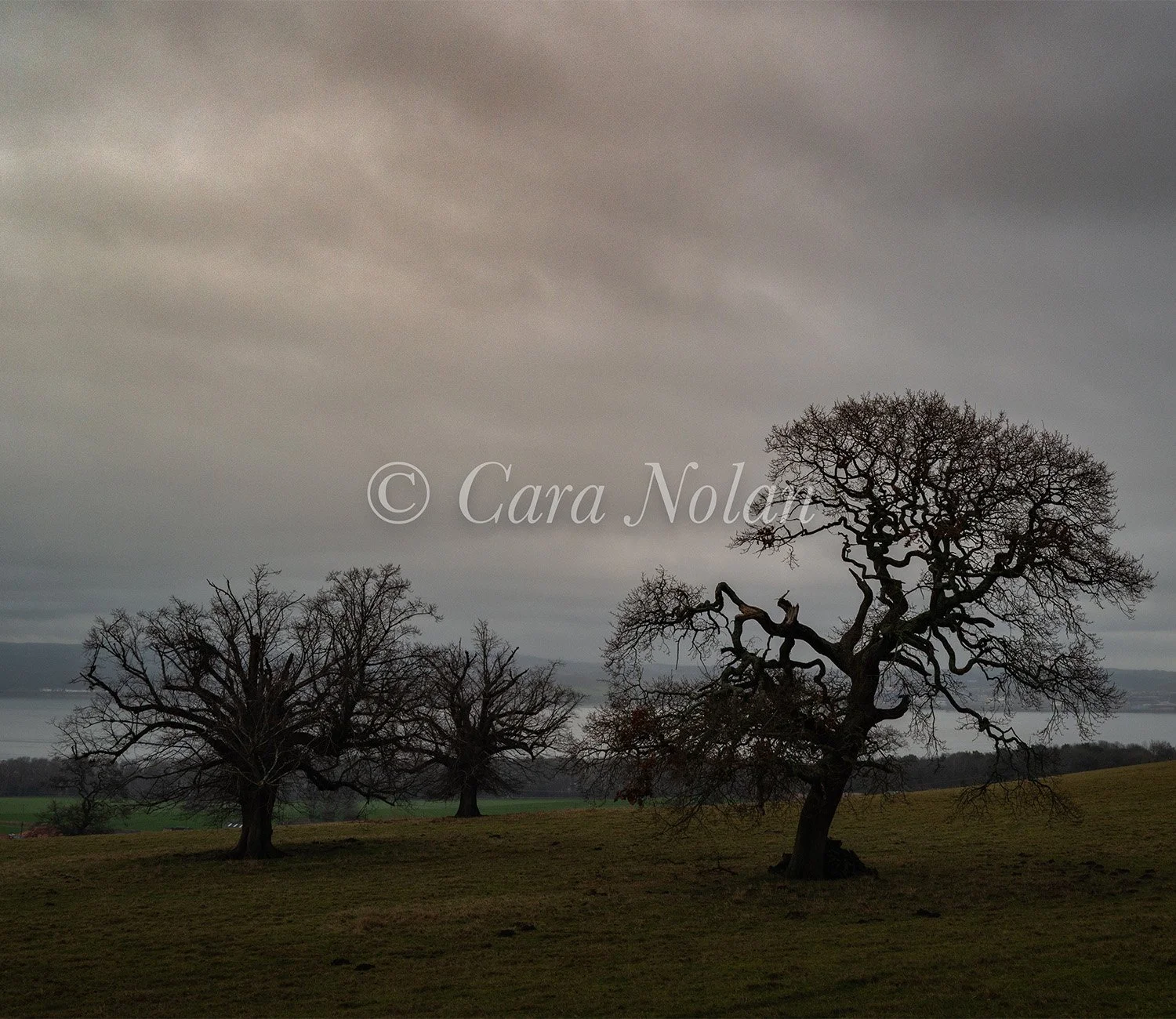 Duo trees Binns reduced.jpg