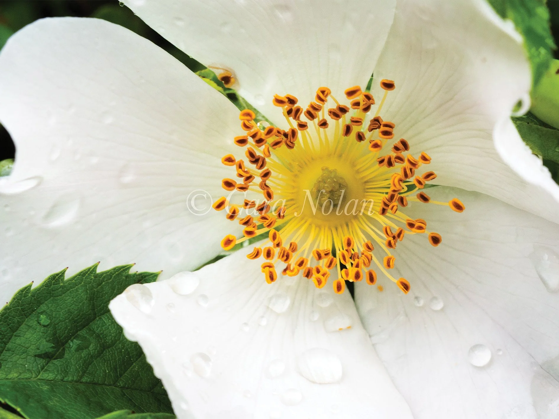 buresflower.jpg