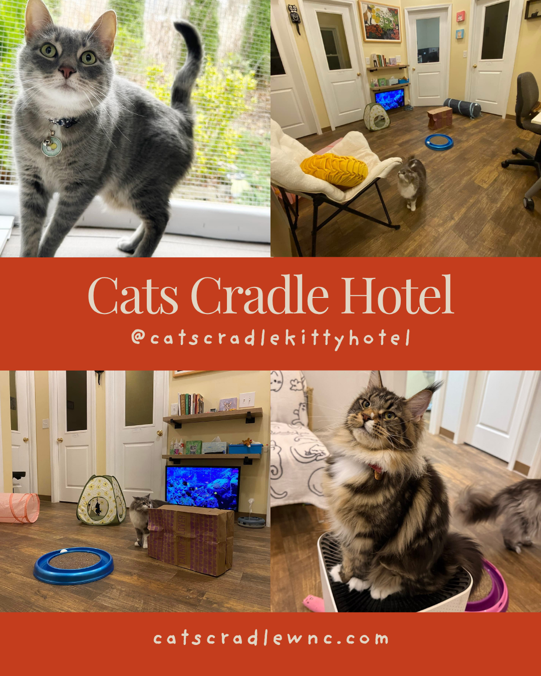 Cats Cradle: A Little Luxury for Your Cat in Black Mountain