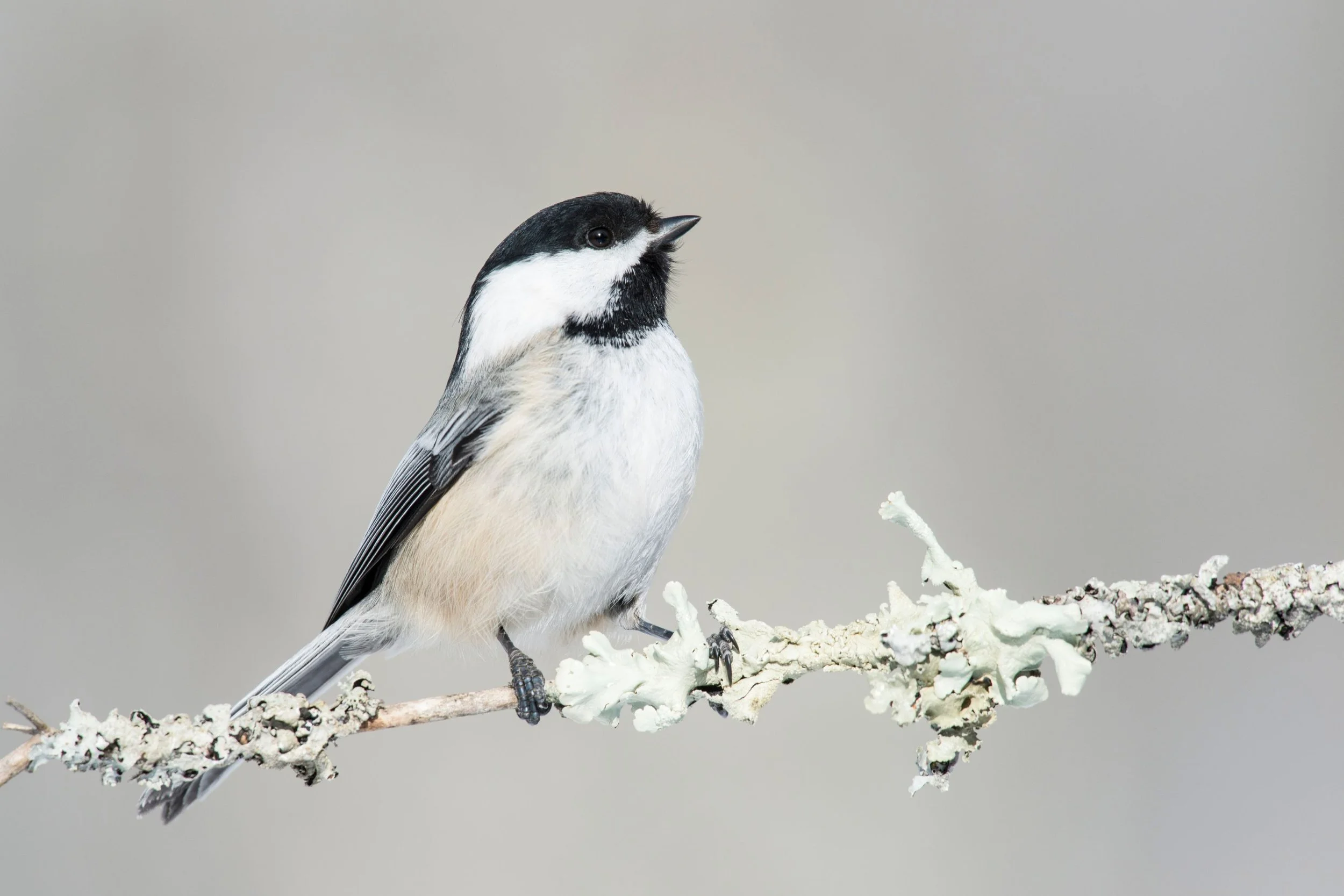 A Woodland Valentine 