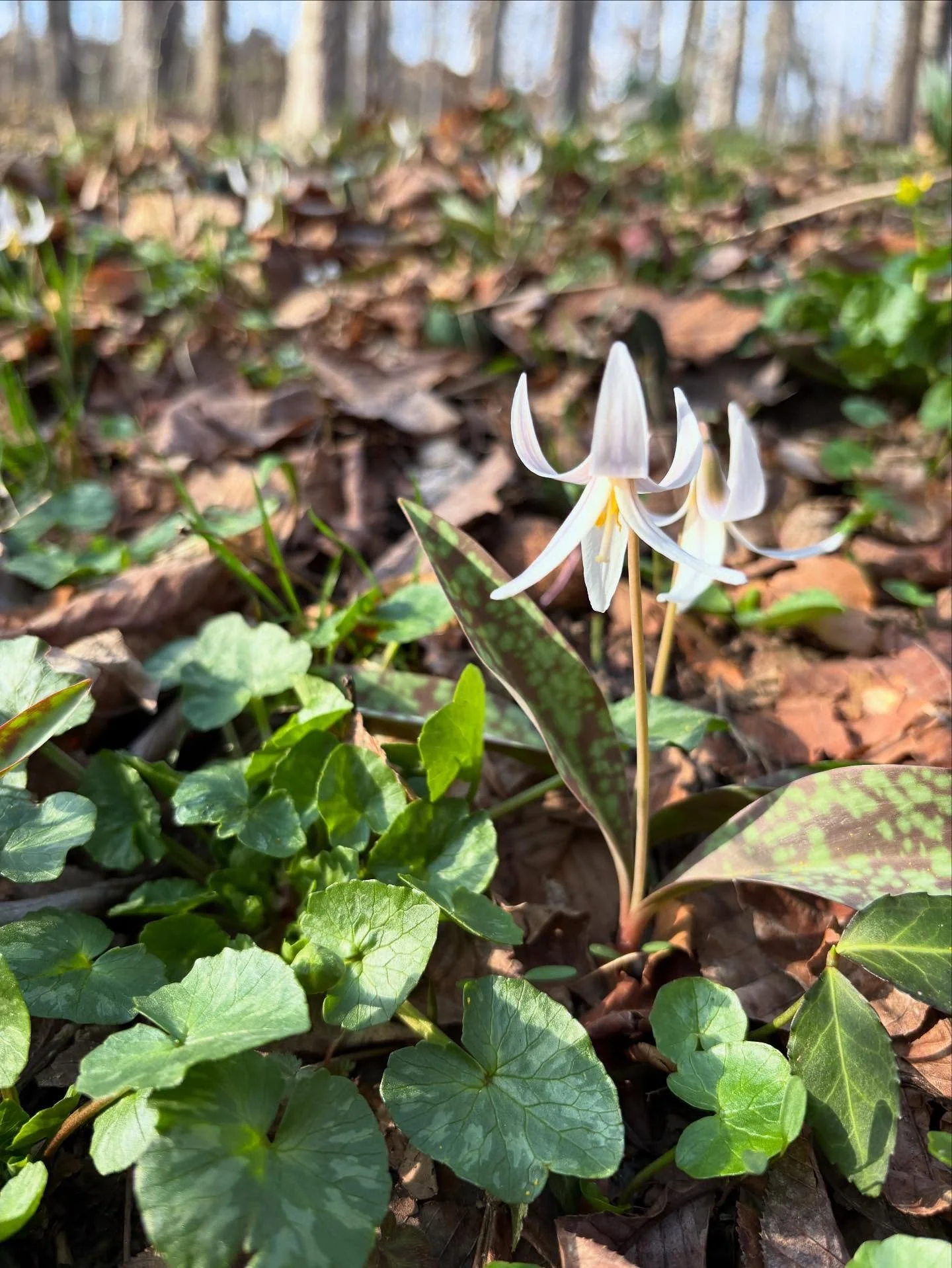 She&rsquo;s hereeeee!  #springephemerals #troutlily