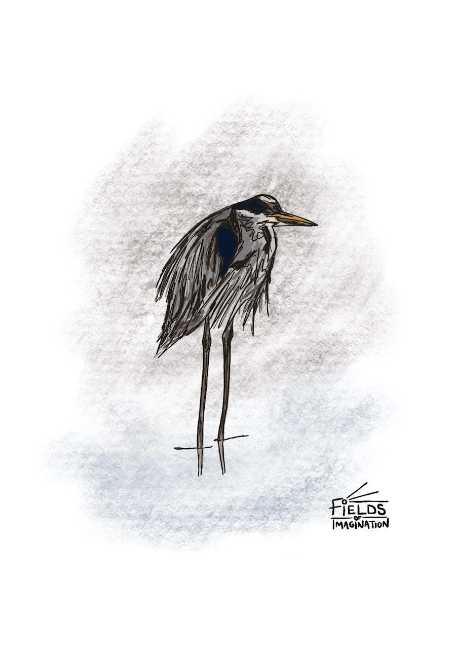 Grey Heron - mixed media illustration