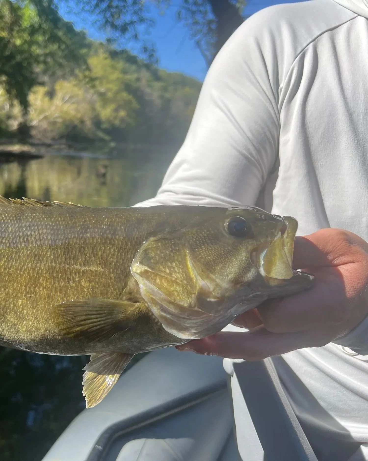 Guided fly fishing for large native Ozark smallmouth from Gasconade River Missouri.