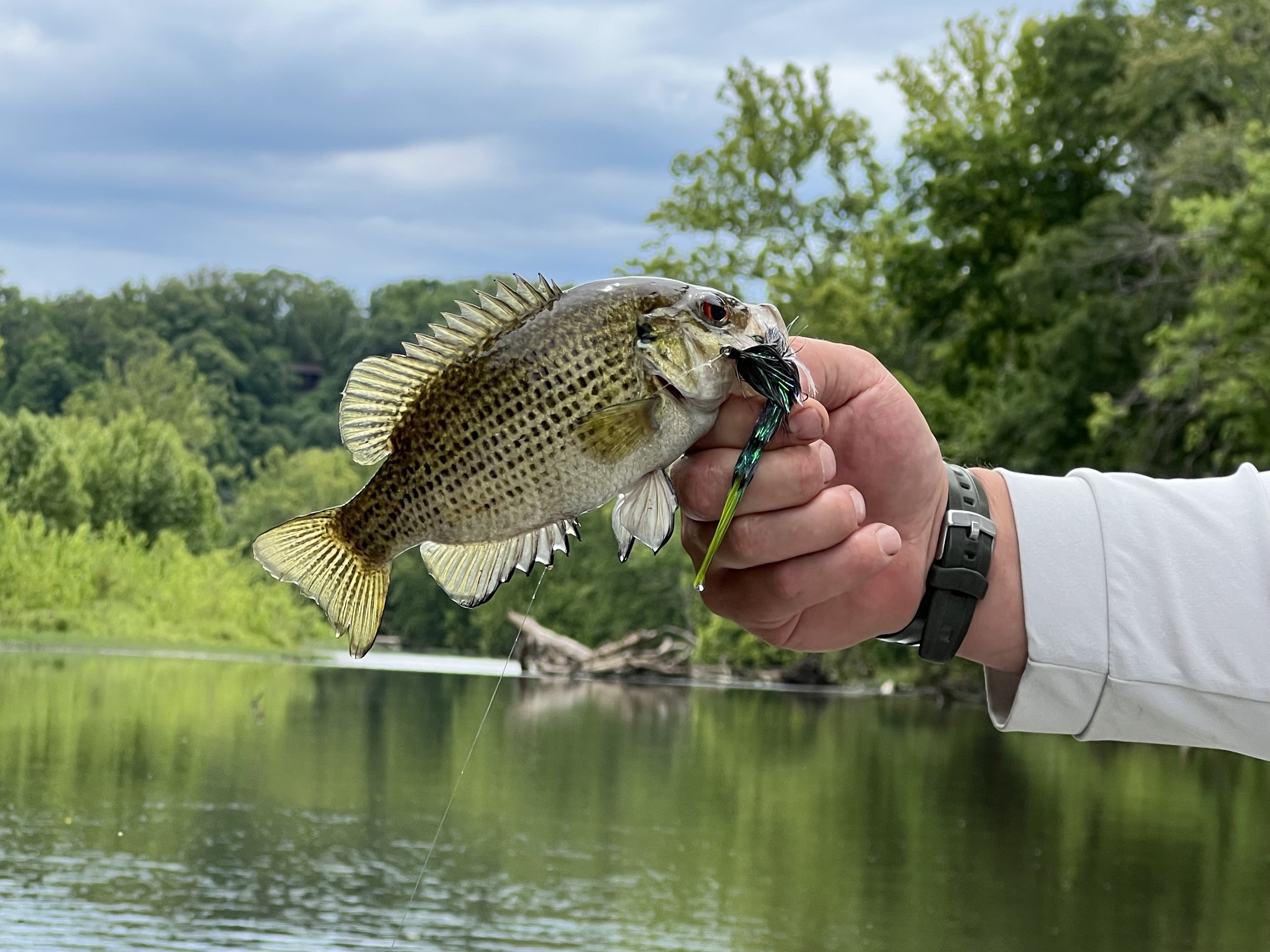 Guided fly fishing for large native Ozark goggle eye bass from Gasconade River Missouri.
