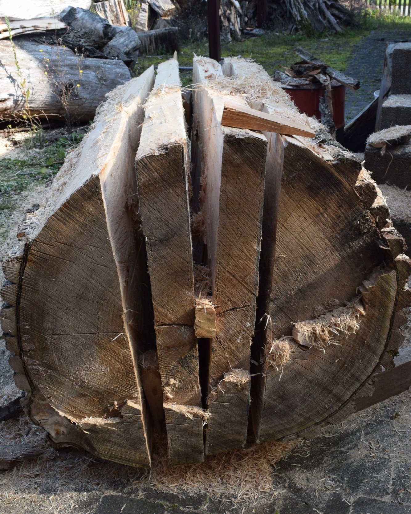 Ein großer Baumstamm, der in mehrere dicke Scheiben gesägt wurde, mit Holzspänen auf dem Boden.