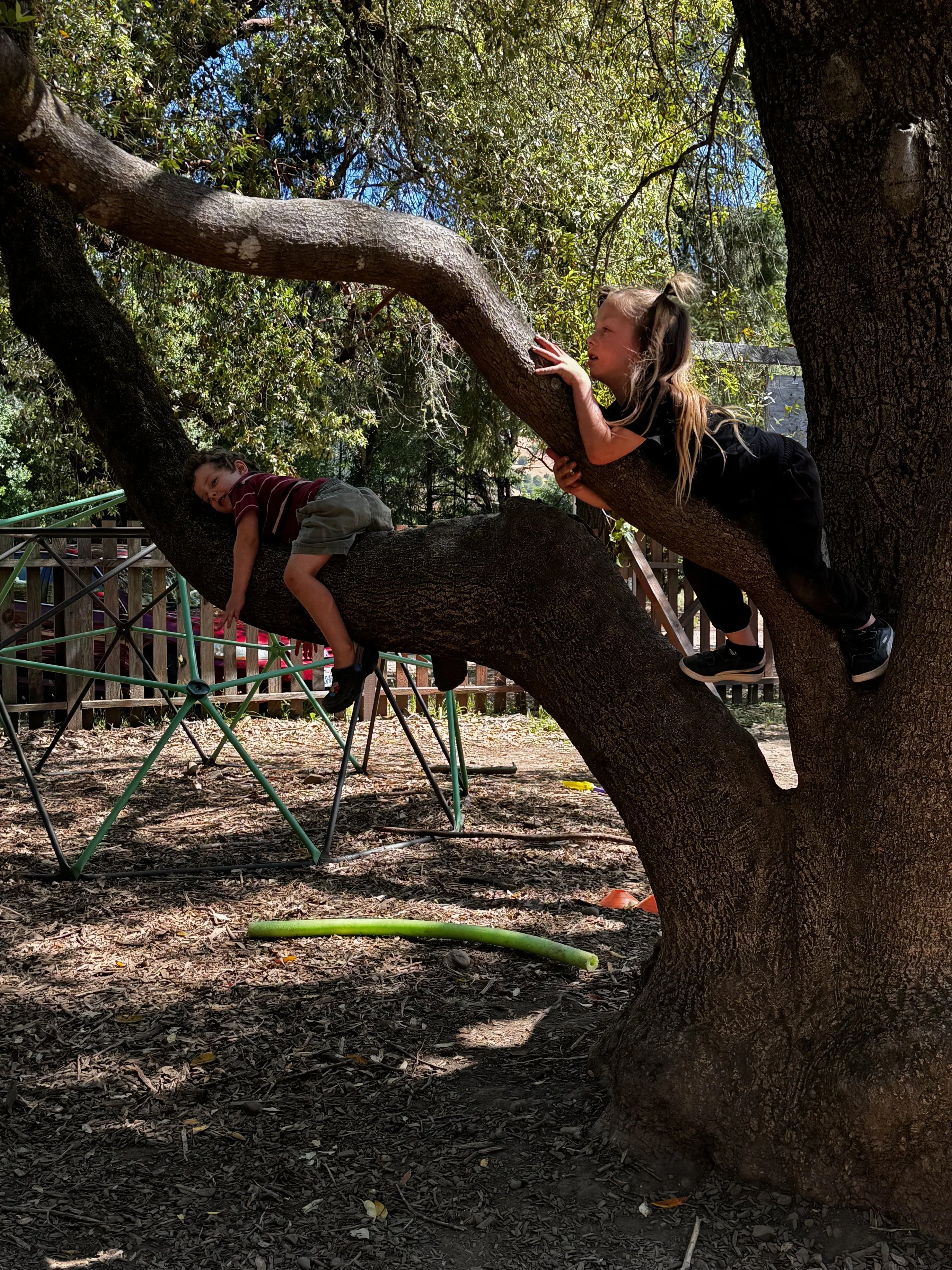 Two children playing on a large tree with thick branches in a fenced outdoor park with a jungle gym in the background.