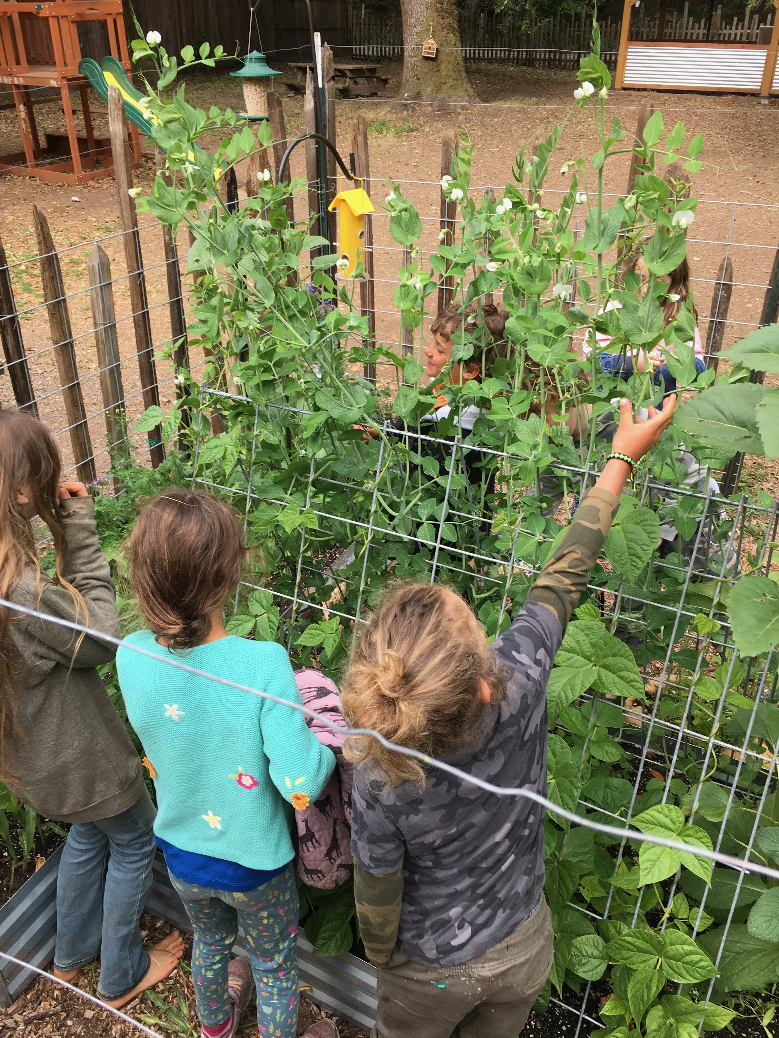 Children gathered around a garden fence, observing and touching large green bean plants.