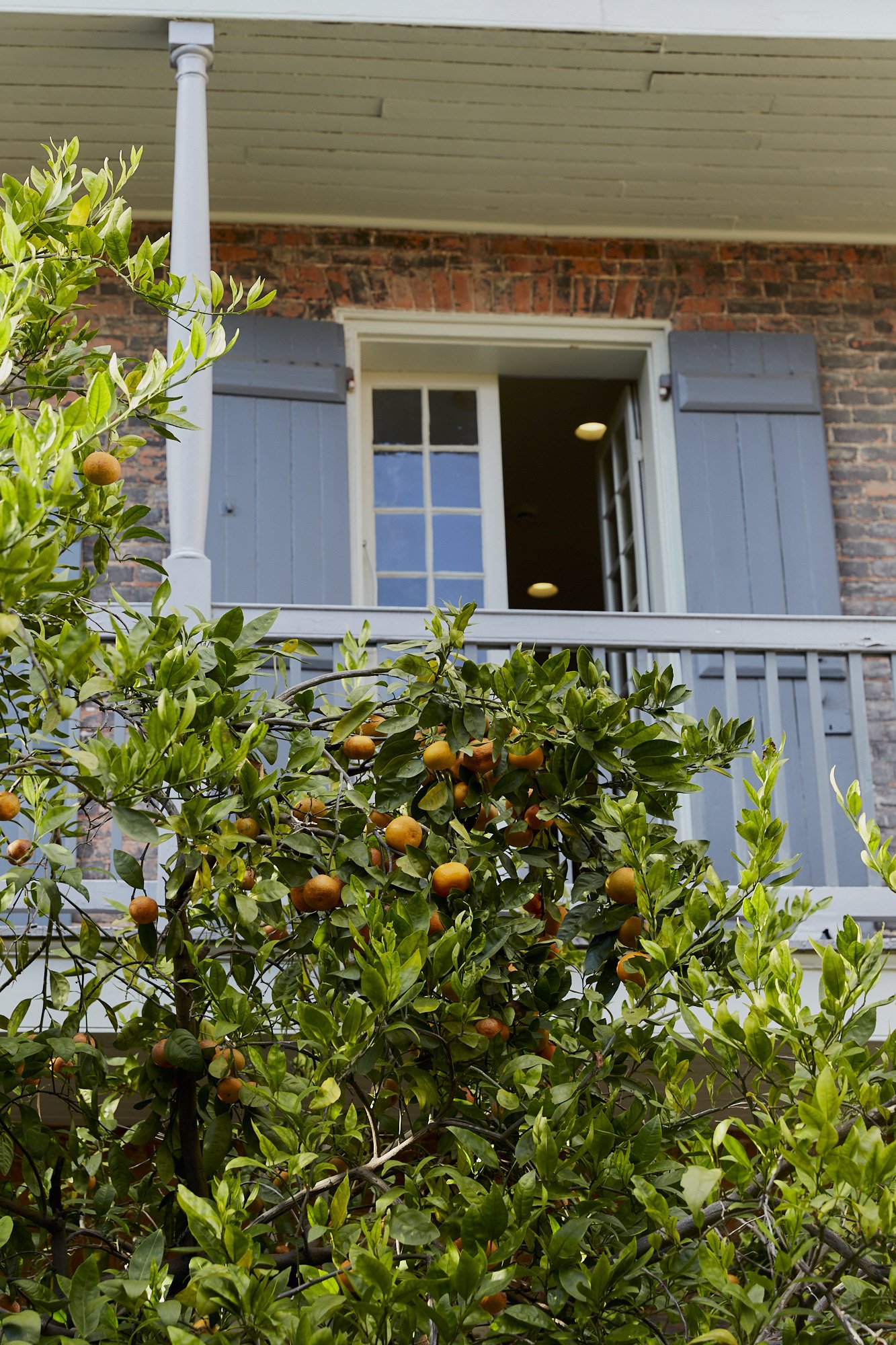 A view of a house upper balcony with an open window and blue shutters, with a lush, leafy plant with small orange fruits in the foreground.