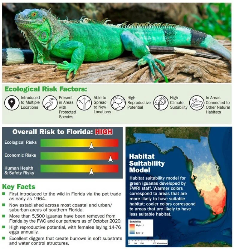 Iguana numbers are rapidly increasing on the Treasure Coast. The invasive green iguana poses a high risk to our ecosystem threatening our protected species.