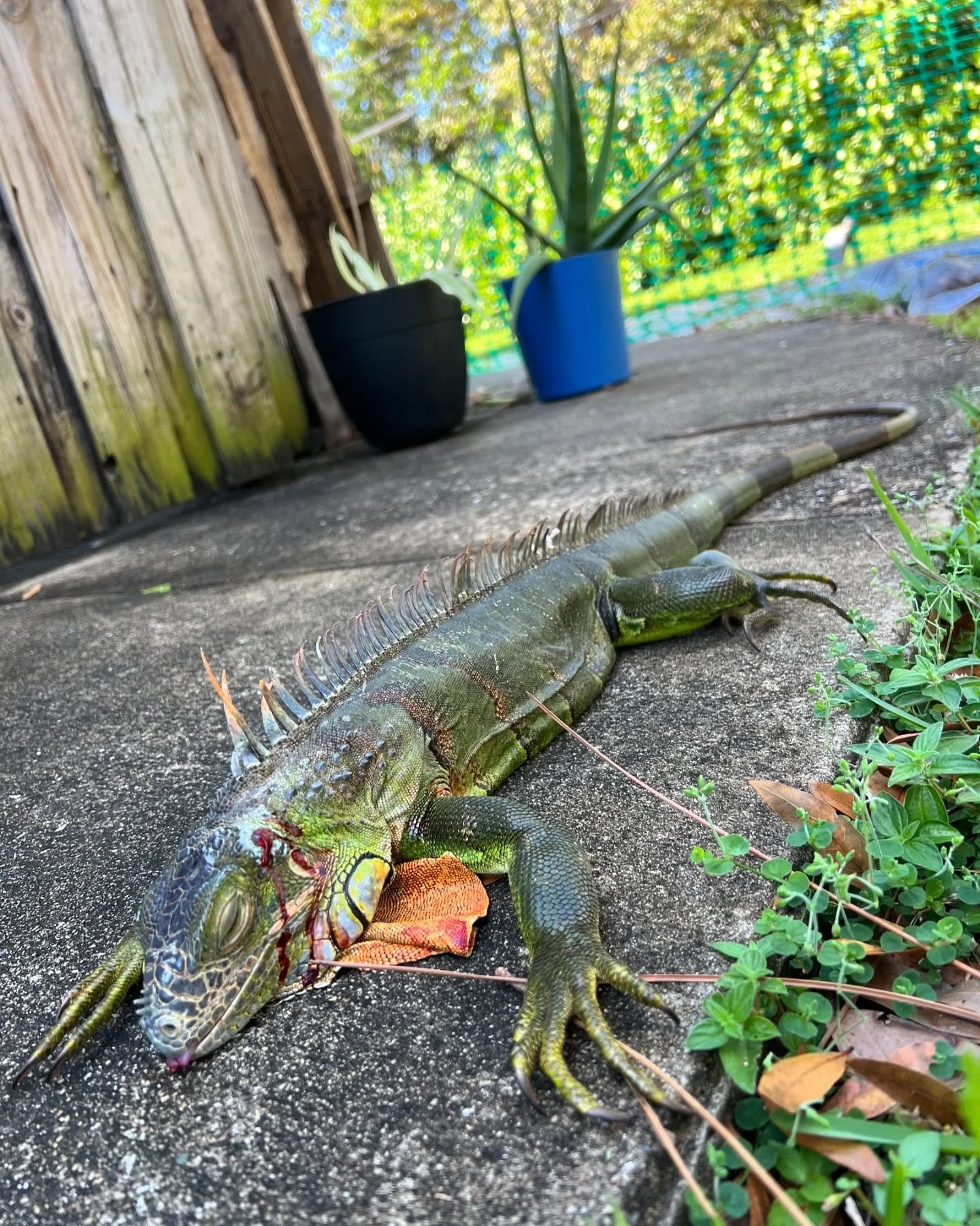 No more burrowing on this lake bank! The lake bank had been recently repaired and these iguanas 🦎 are already trying to burrow into them. One clean shot ☝️
#iguana #floridalife #airgun #iguanaexperts #southflorida #southfloridaliving #iguanaremova