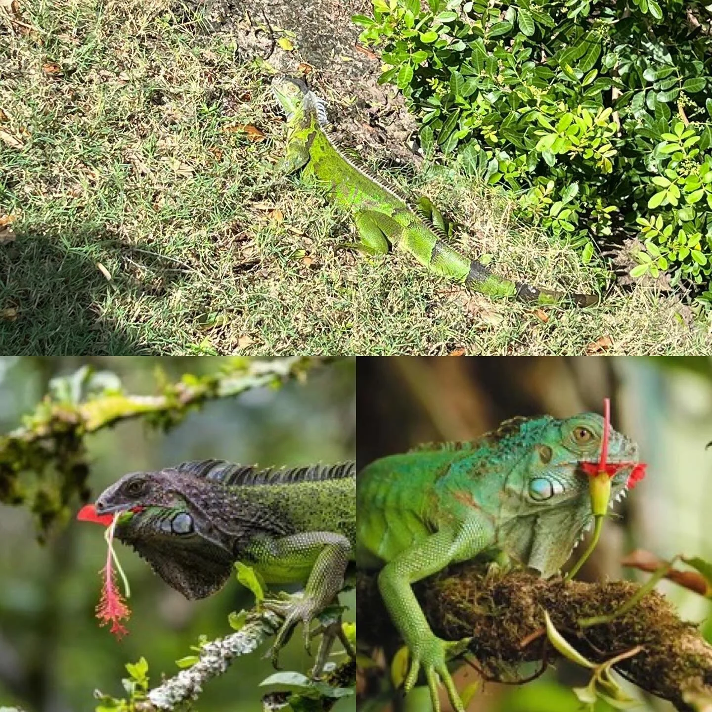 Green iguanas feed on a wide variety of vegetation, including shoots, leaves, blossoms and fruits of plants such as nickerbean, firebush, jasmine, orchids, roses, Washington fan palms, hibiscuses, garden greens, squashes and melons. Their tendency to