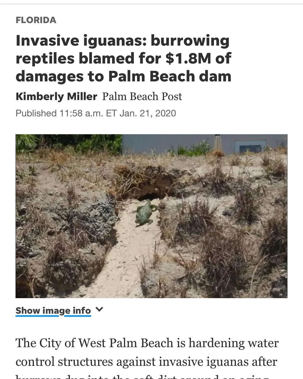 Iguanas cause millions of dollars in damages every year in Florida communities. From golf courses to parks and recreational areas, these invasive reptiles undermine buildings and infrastructures. Usually, by the time you recognize the problem, the da