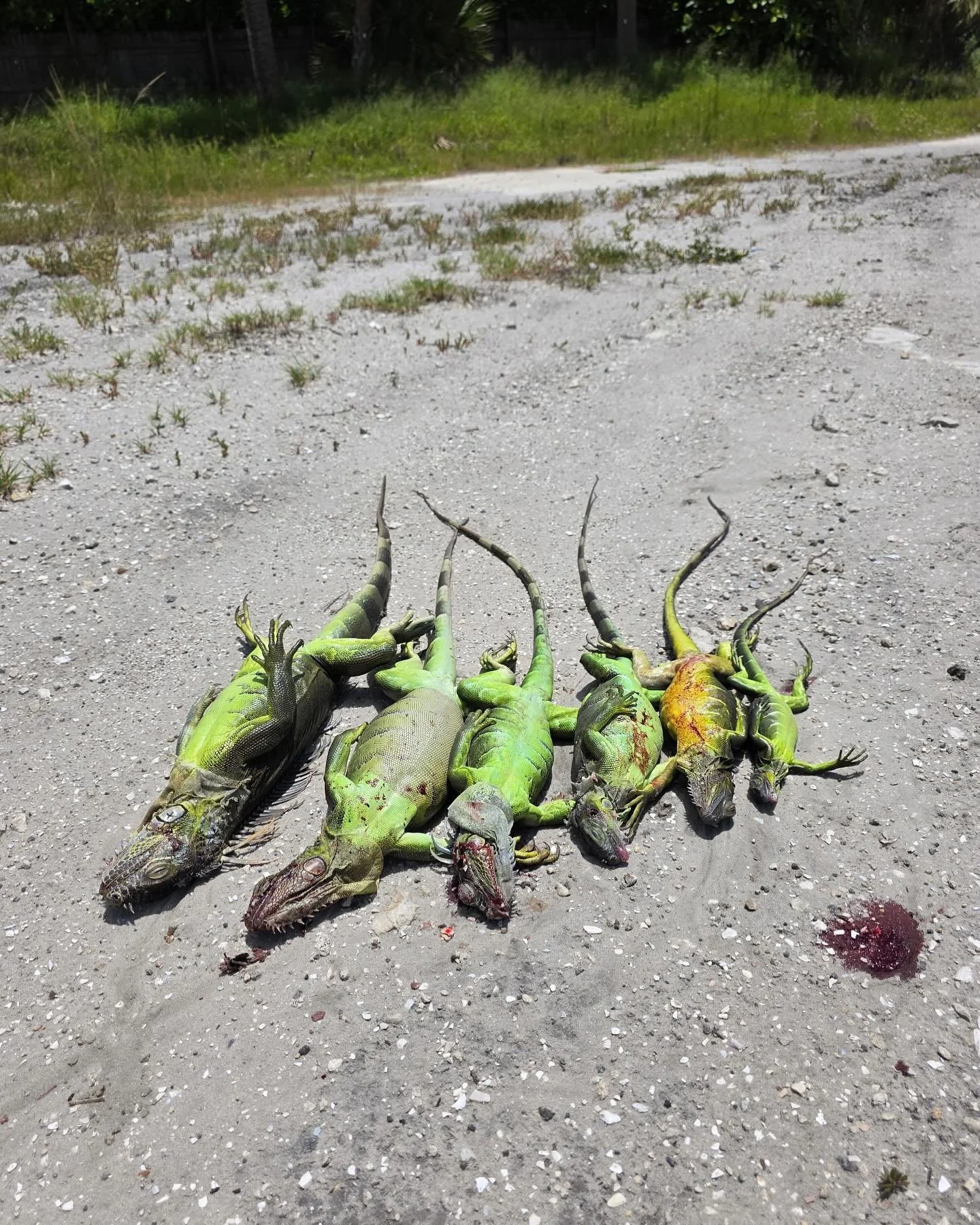 House Call: Customer spotted an iguana soaking up the sun by his pool. We tracked him down, along with a few friends.
📱 Call or text us for expert iguana removal 772-285-2917 🦎
#airgun #floridalife #iguana #iguanaexperts #southflorida #southf