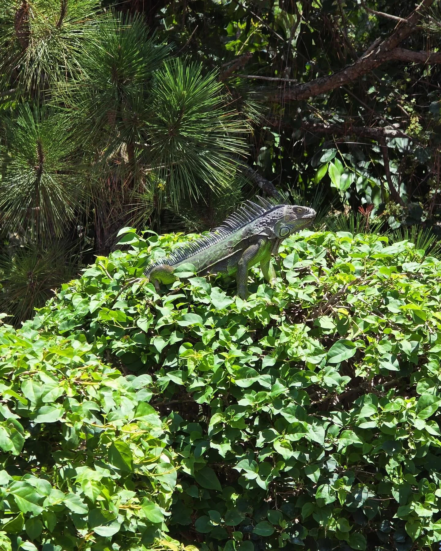 🦠 Salmonella Risk ⚠️ Iguanas often carry Salmonella in their intestinal tract without showing any signs of illness. The bacteria can be present in their 💩 feces (droppings) and spread to surfaces, soil, water, and even pool decks where they roam or