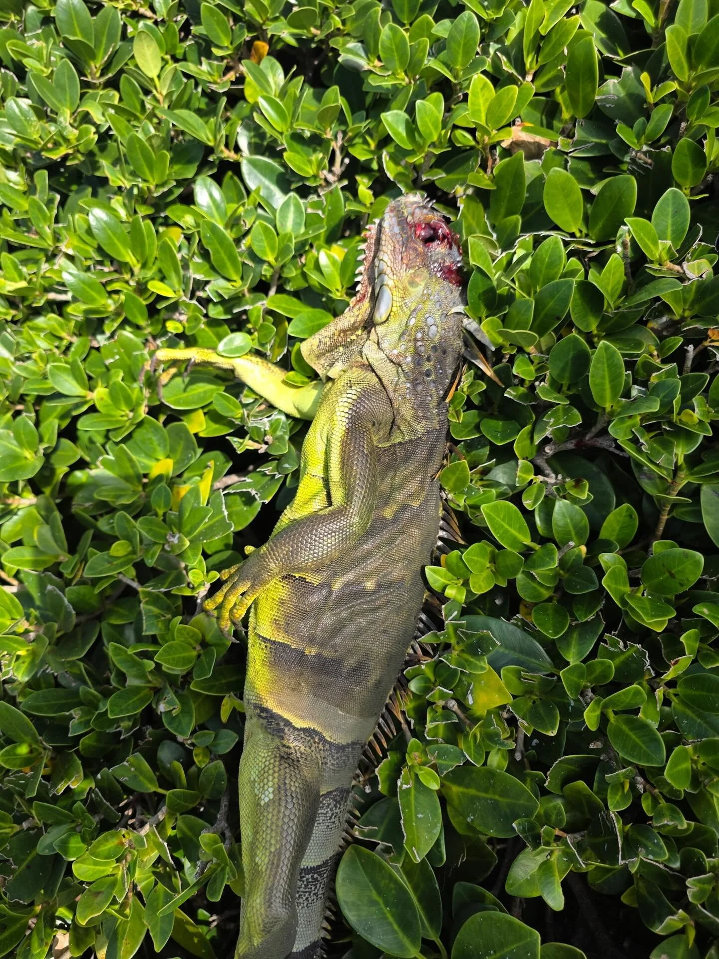 Clean removal of 2 males and another happy #hutchinsonisland HOA. 

#airgun #floridalife #iguana #iguanaexperts #southflorida #southfloridaliving #iguanaremoval #stuartflorida #palmcity #jensenbeach #jupiter #jupiterbeach #jupiterisland #palmbeach #p