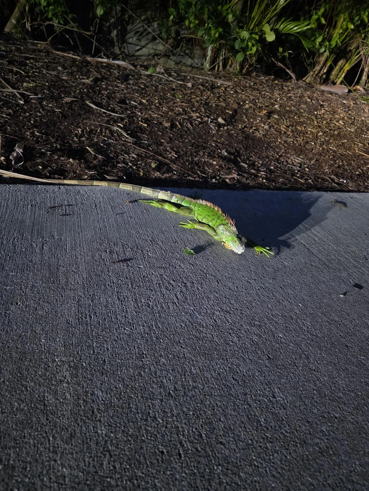Falling Iguana Alert ❄️ Iguanas can become immobilized and fall from trees when the temperatures drop into the 40s, prompting the National Weather Service to warn of falling iguanas in South Florida.
(National Weather Service Miami)