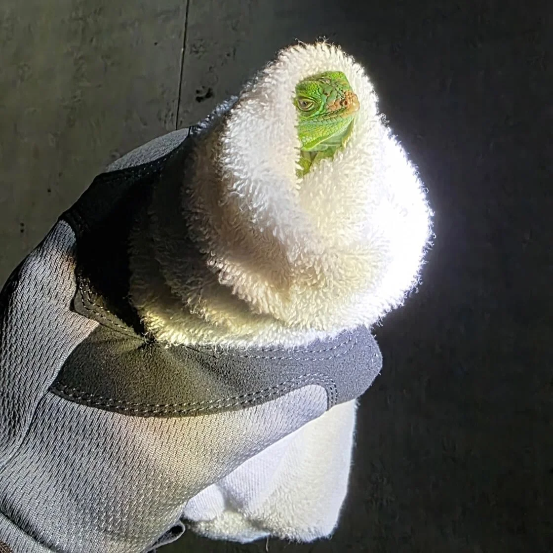 Frozen Baby Iguana 🦎