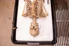 Exhibits — The Bone Museum