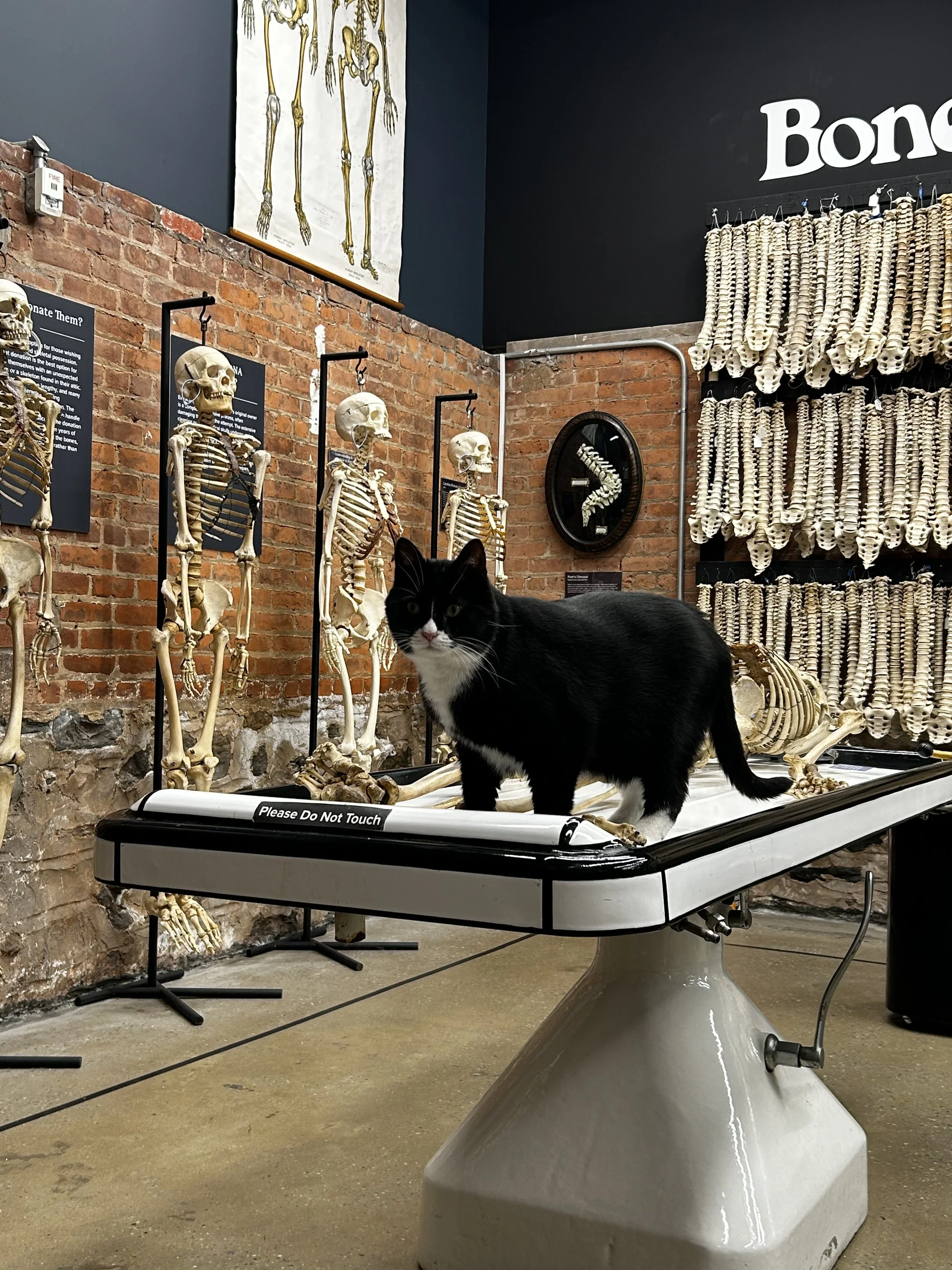 Bone Jovi — The Bone Museum