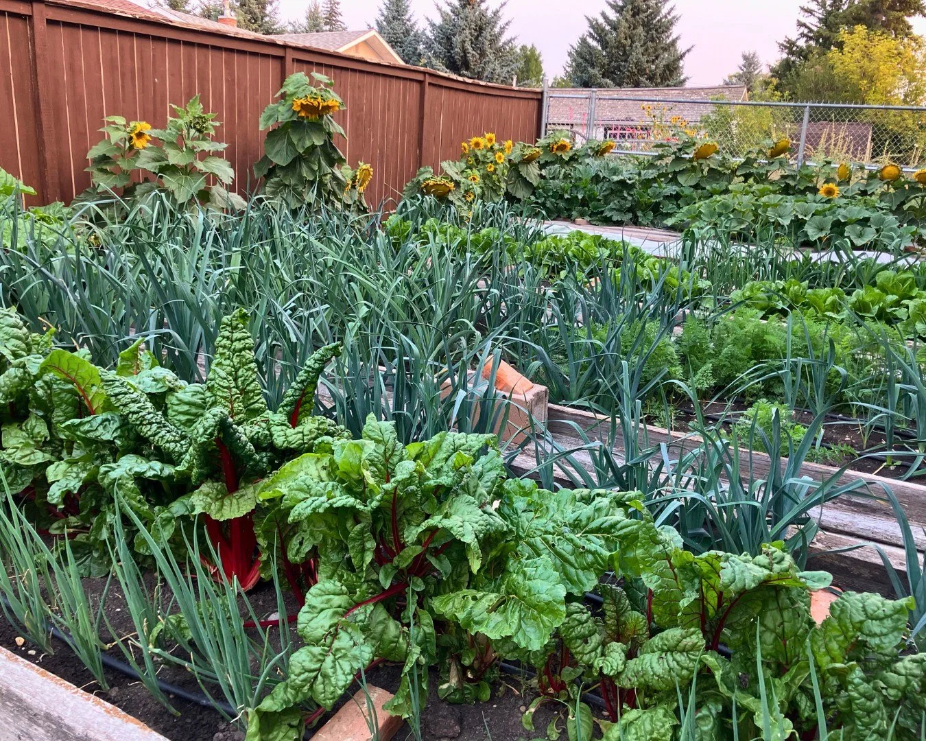 🌱🥕 Grow a Row, Share a Row! 🥒🌻

Have you noticed your garden overflowing this year? Here&rsquo;s a wonderful way to share your extra vegetables and support your local food centre!

This season, we invite you to plant (or share) an extra row of yo