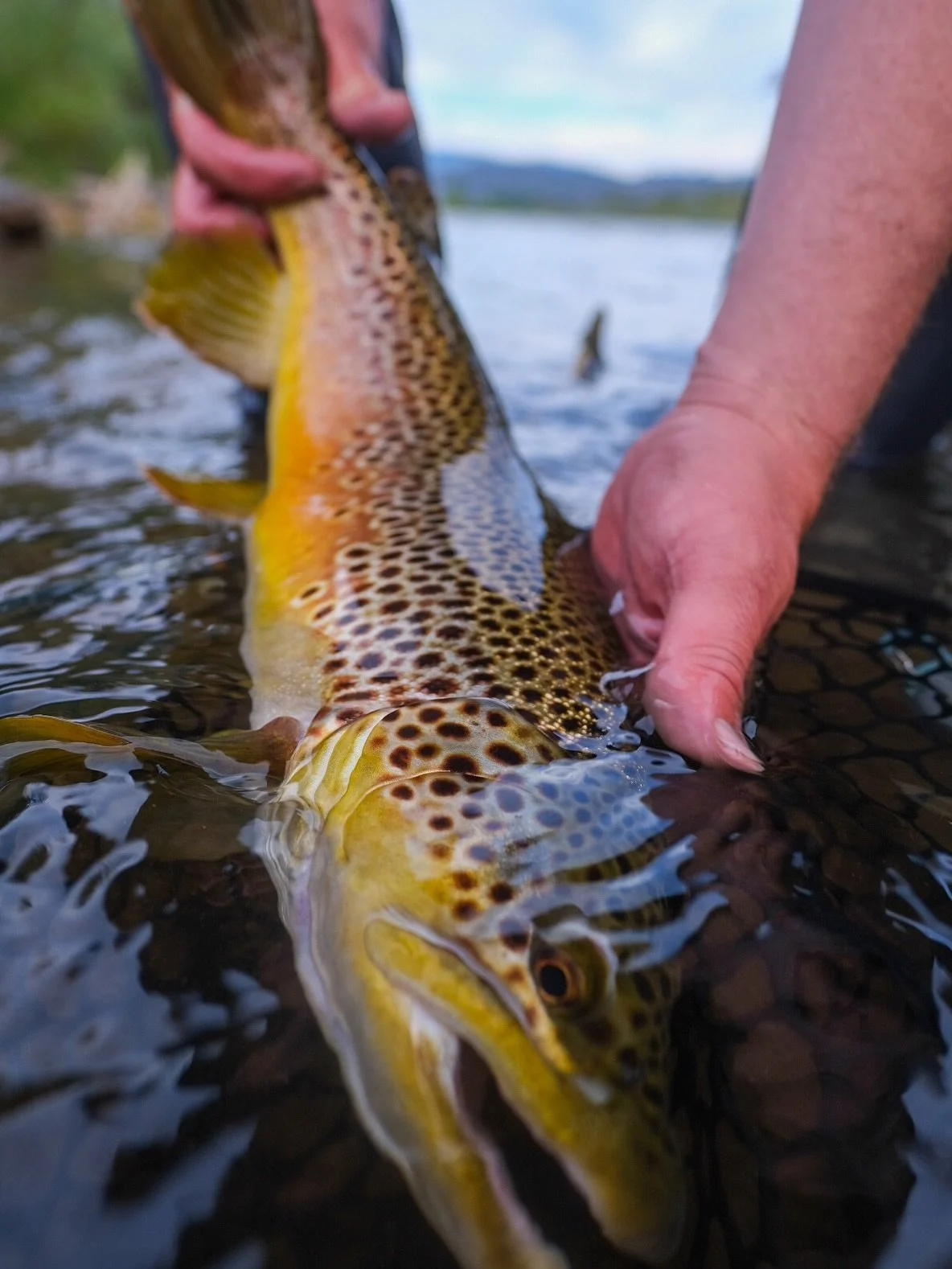 Some are just different 🤌🏽 

@insta_cam86 with a dandy 

#scientificanglers #winstonrods #fishpondusa