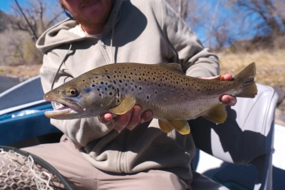 Good trout and good friends! @cutthroat_cruse @travis_coe 

Come get in on the action, I have availability mid-late May for guided fly fishing trips on the Colorado and Roaring Fork River near Glenwood Springs. 

To book a trip DM, text, call or chec