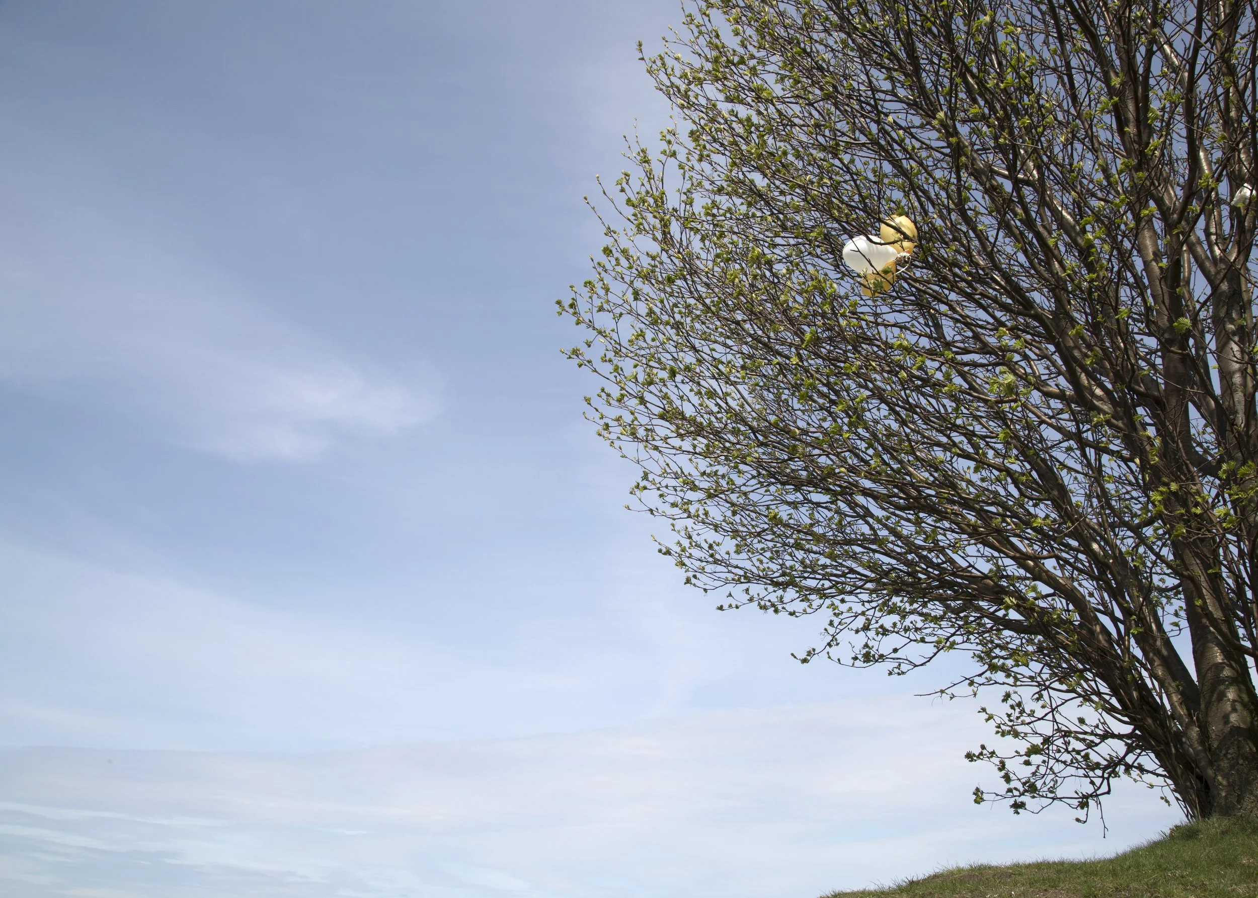 treeg2.jpg