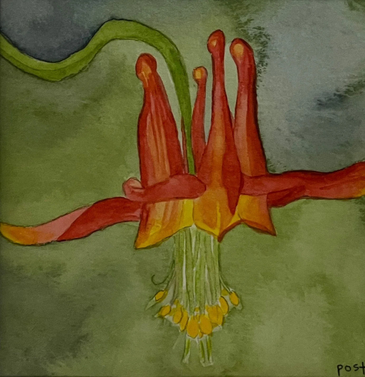 Western Columbine, 8 x 8, watercolor