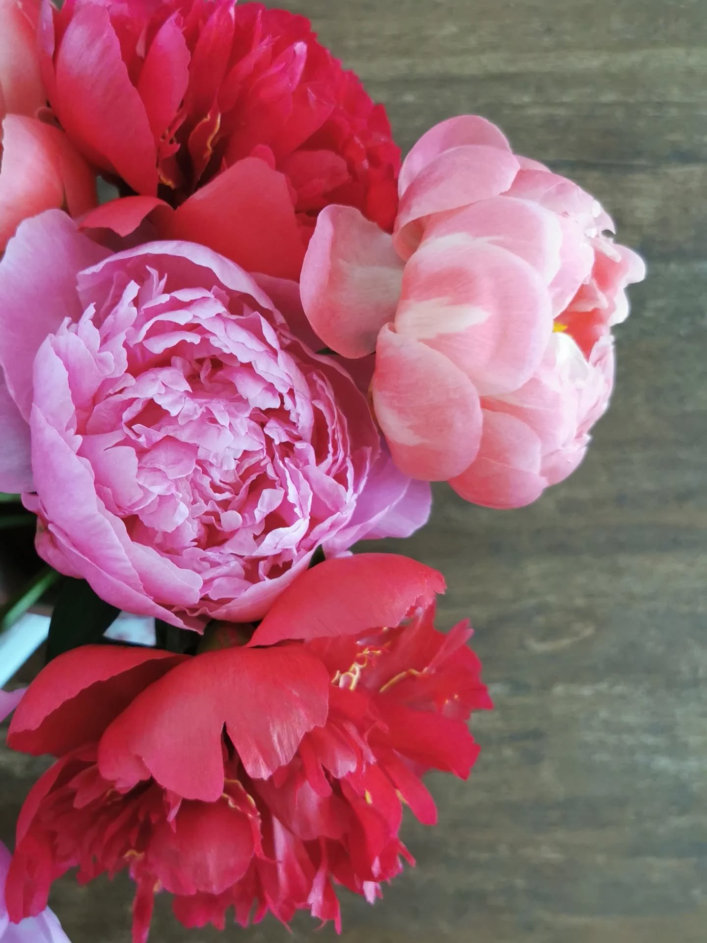 50 Days of Summer Bouquets: Day 11

✳️peony

#50DaysOfSummerBouquets