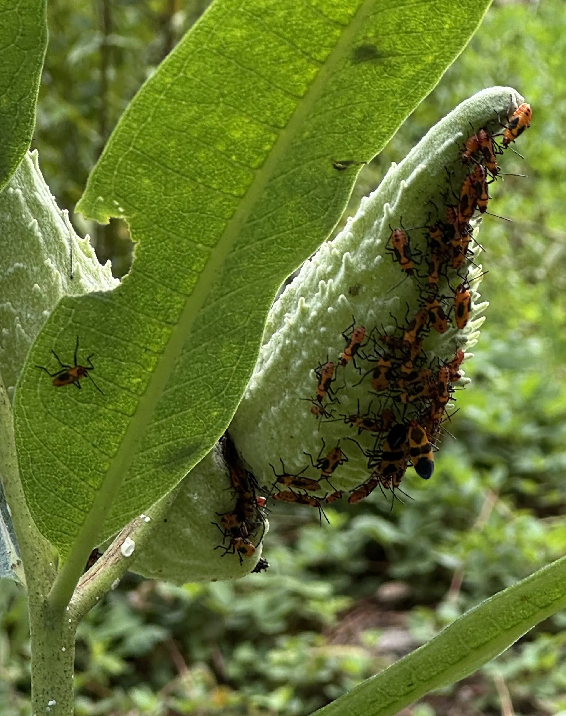 milkweed bugs.jpg