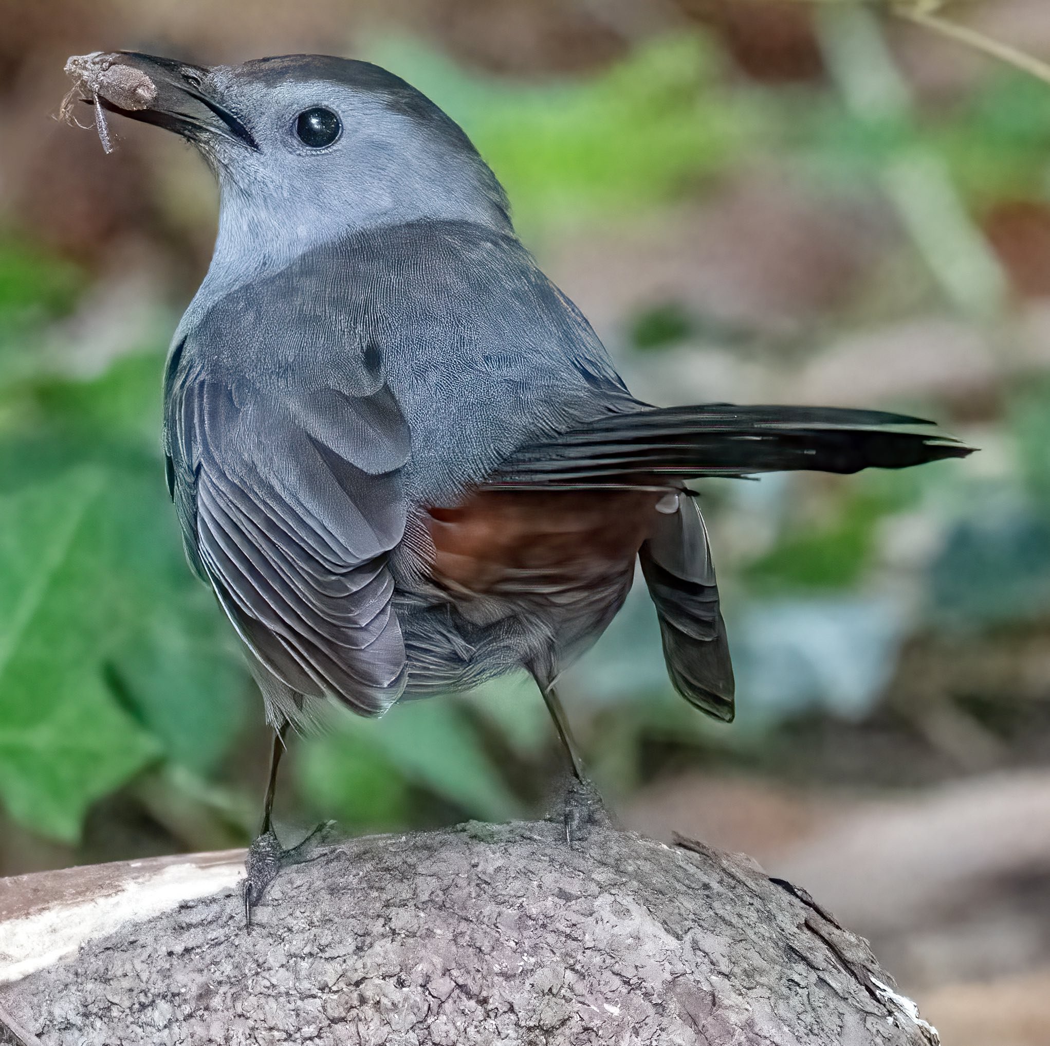Gray catbird (photo courtesy of Jim Easton)
