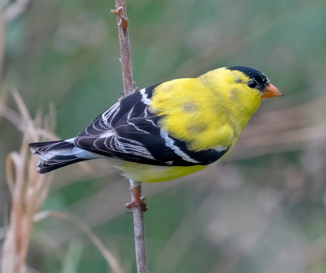 American goldfinch (photo courtesy of Jim Easton)