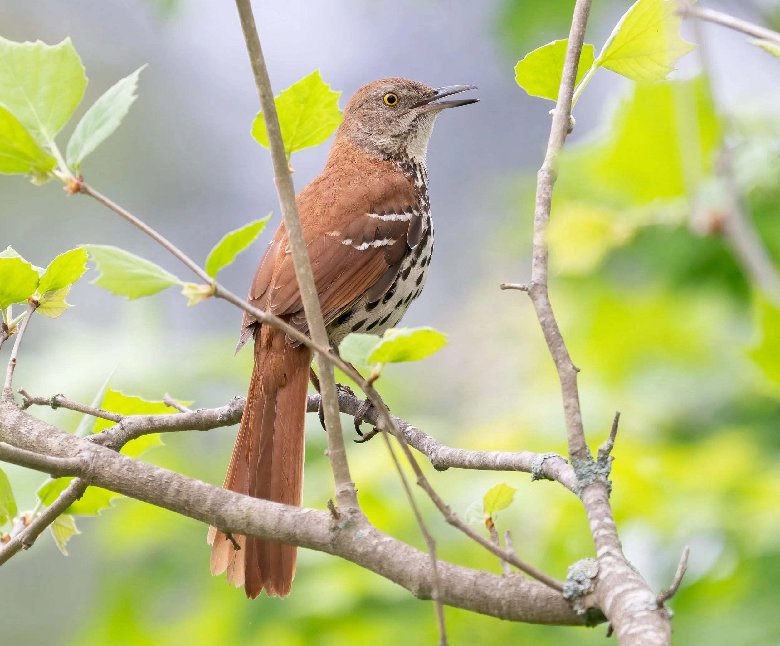 Brown thrasher (photo courtesy of Jim Easton)