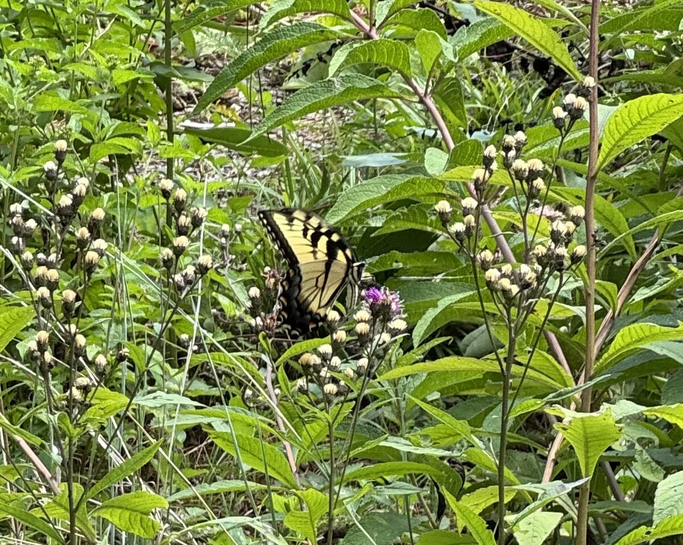 butterfly in habitat garden.jpg