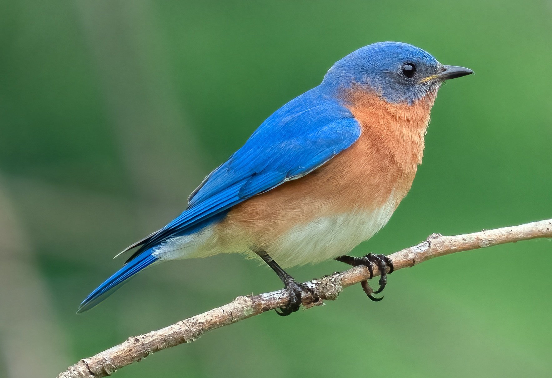 Eastern bluebird (photo courtesy of Jim Easton)