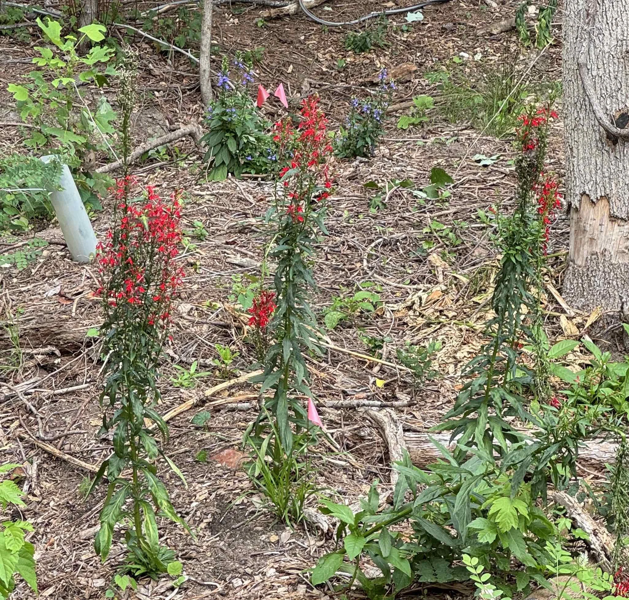 cardinal flower.jpg
