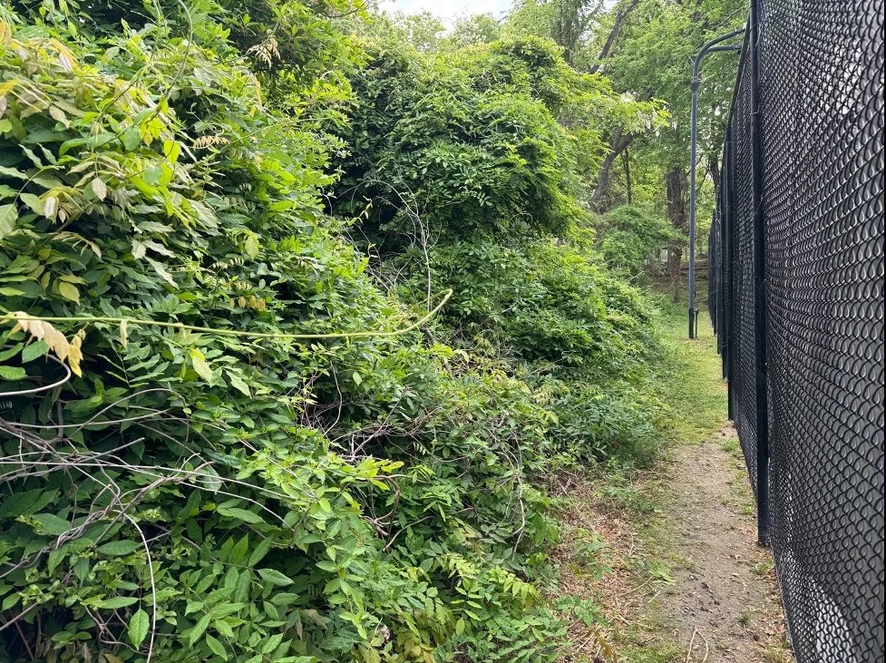 Along park boundary with Ridgetop tennis courts, April 2025