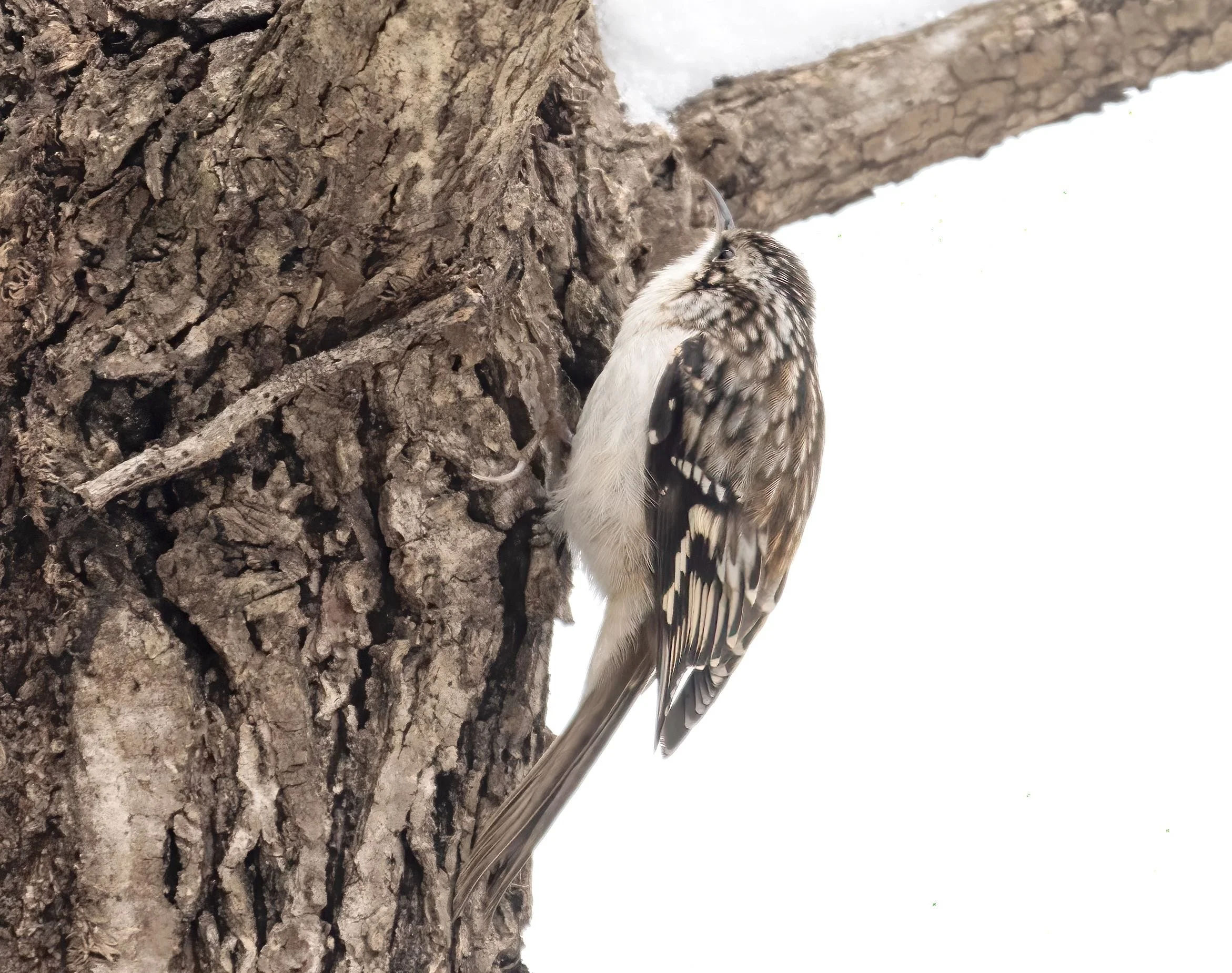 Brown creeper (courtesy of Jim Easton)