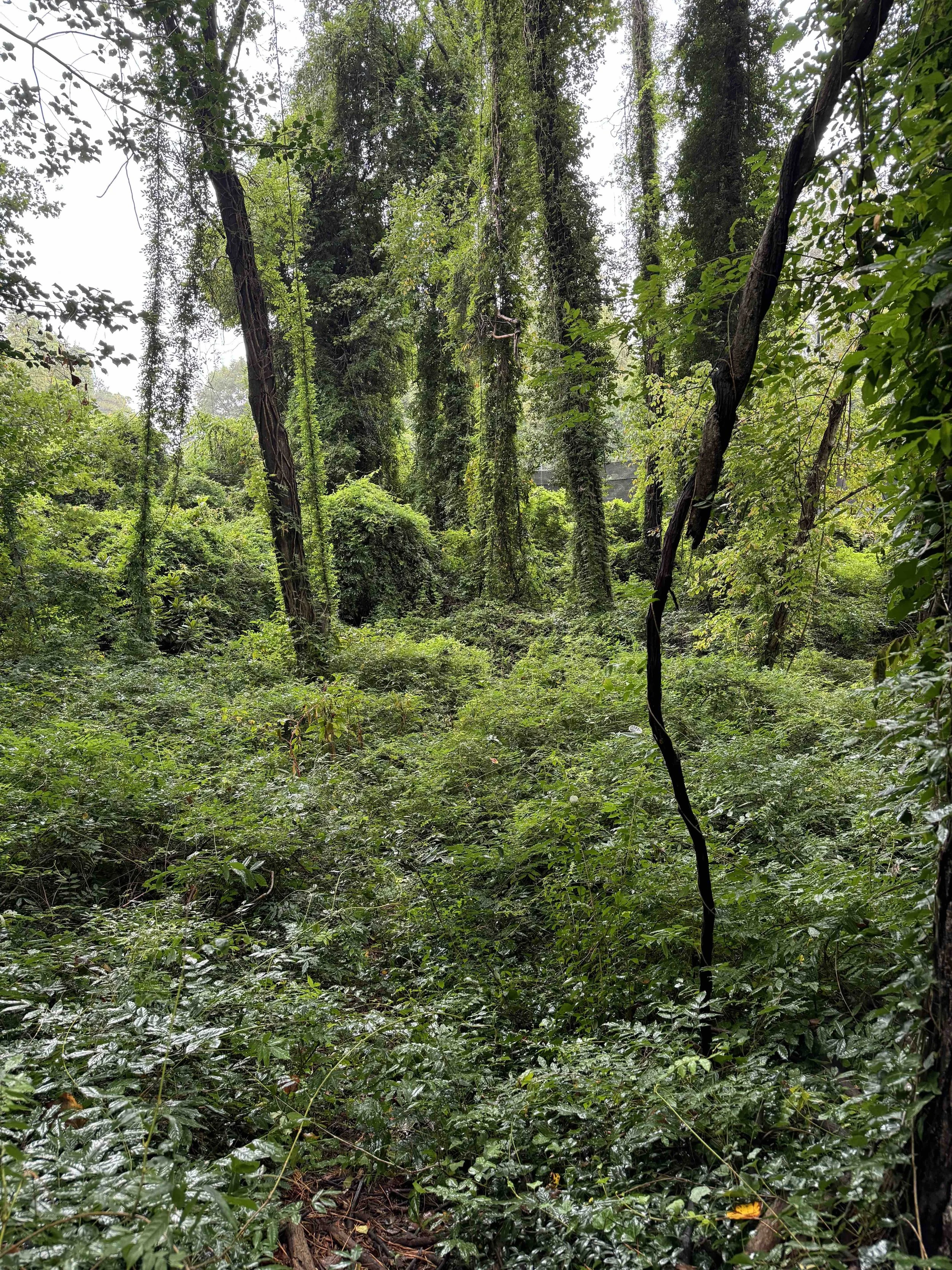 From path at northern boundary of park, September 2024