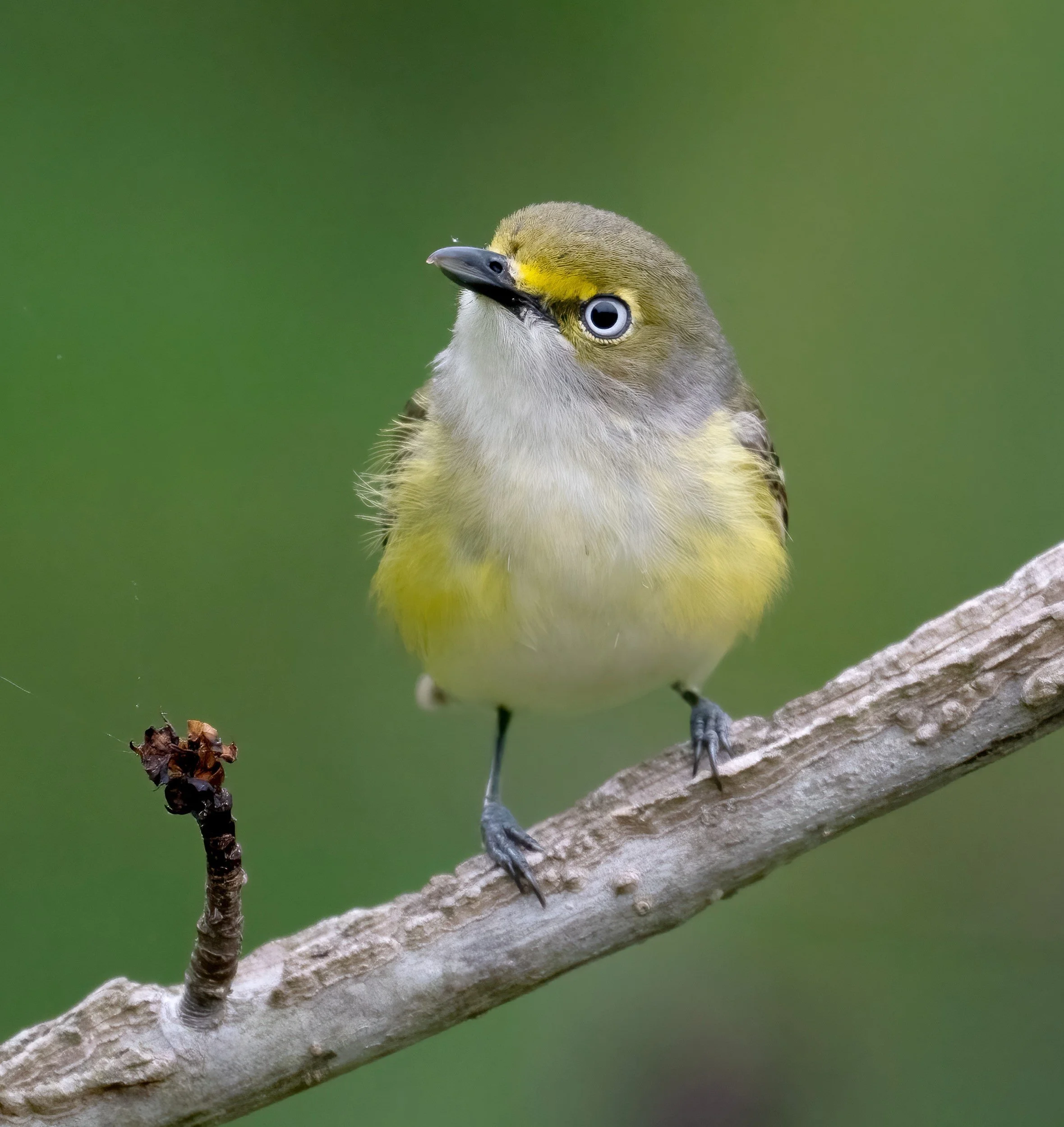 White-eyed vireo (photo courtesy of Jim Easton)