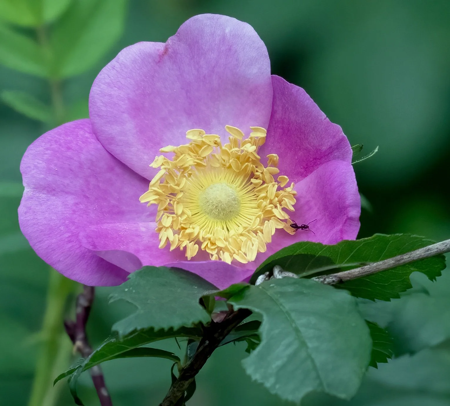 Swamp rose (photo courtesy of Jim Easton)