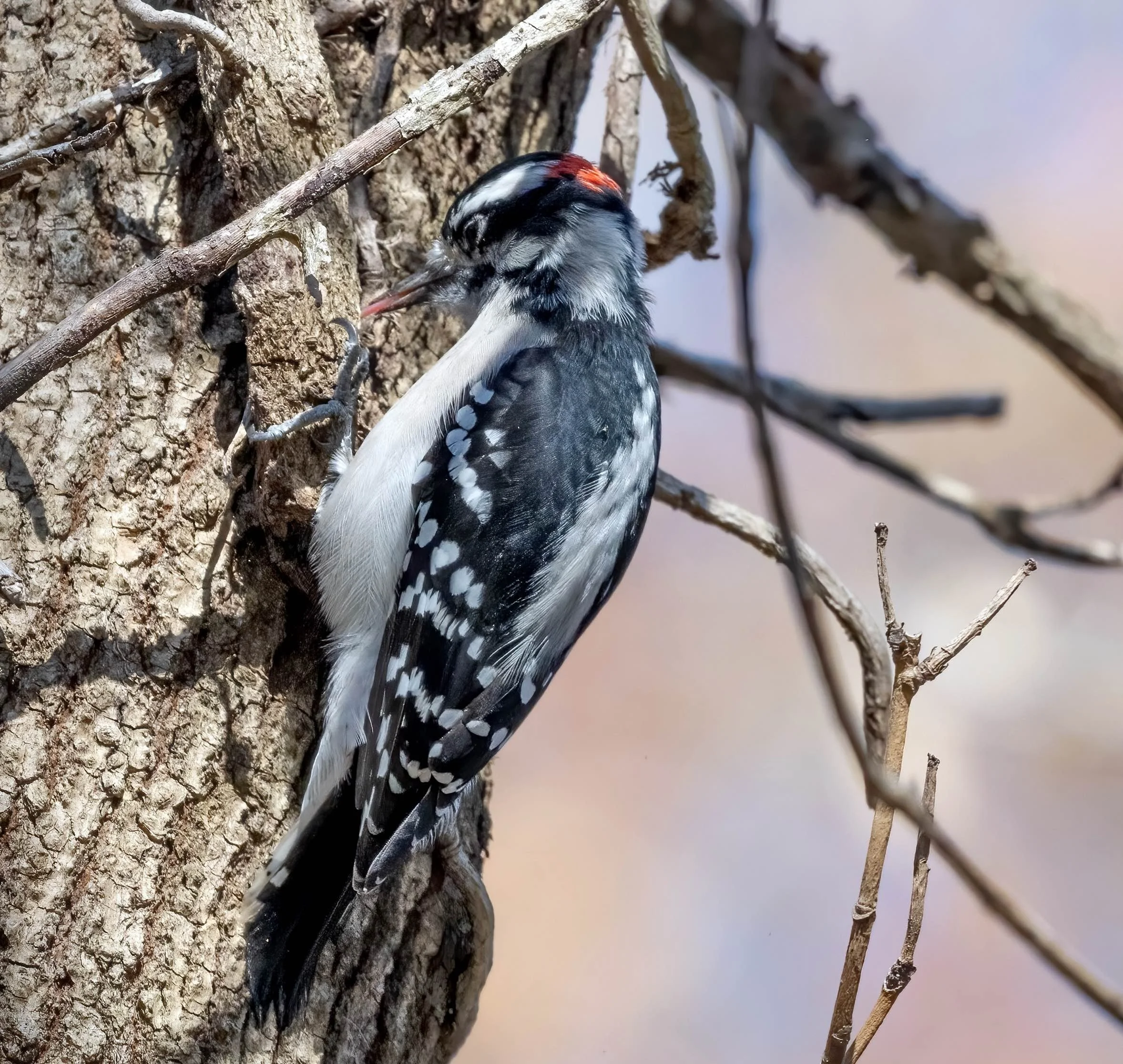 Downy woodpecker (courtesy of Jim Easton)