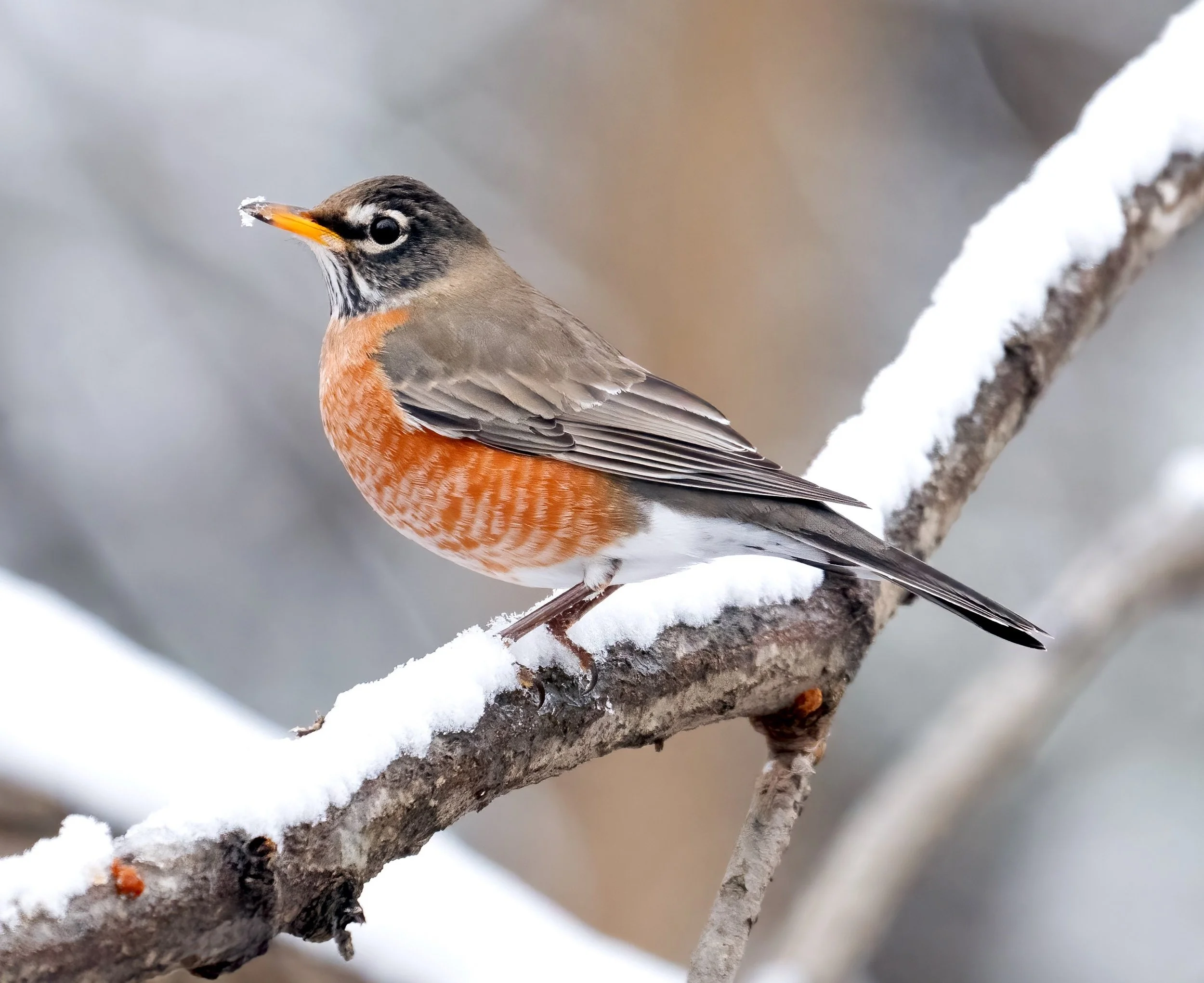 American robin (courtesy of Jim Easton)