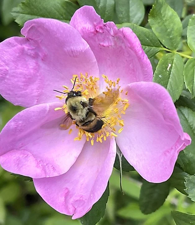 Brown-belted Bumblebee (Bombus griseocollis). Emerges in mid-spring and seen until early fall. Most are about 1/2"-3/4" long. They have a yellow hair band on the first abdominal segment (T1) and central brown patch on the second segment (T2).