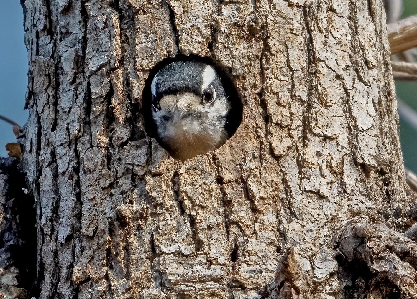Downy woodpecker (photo courtesy of Jim Easton)