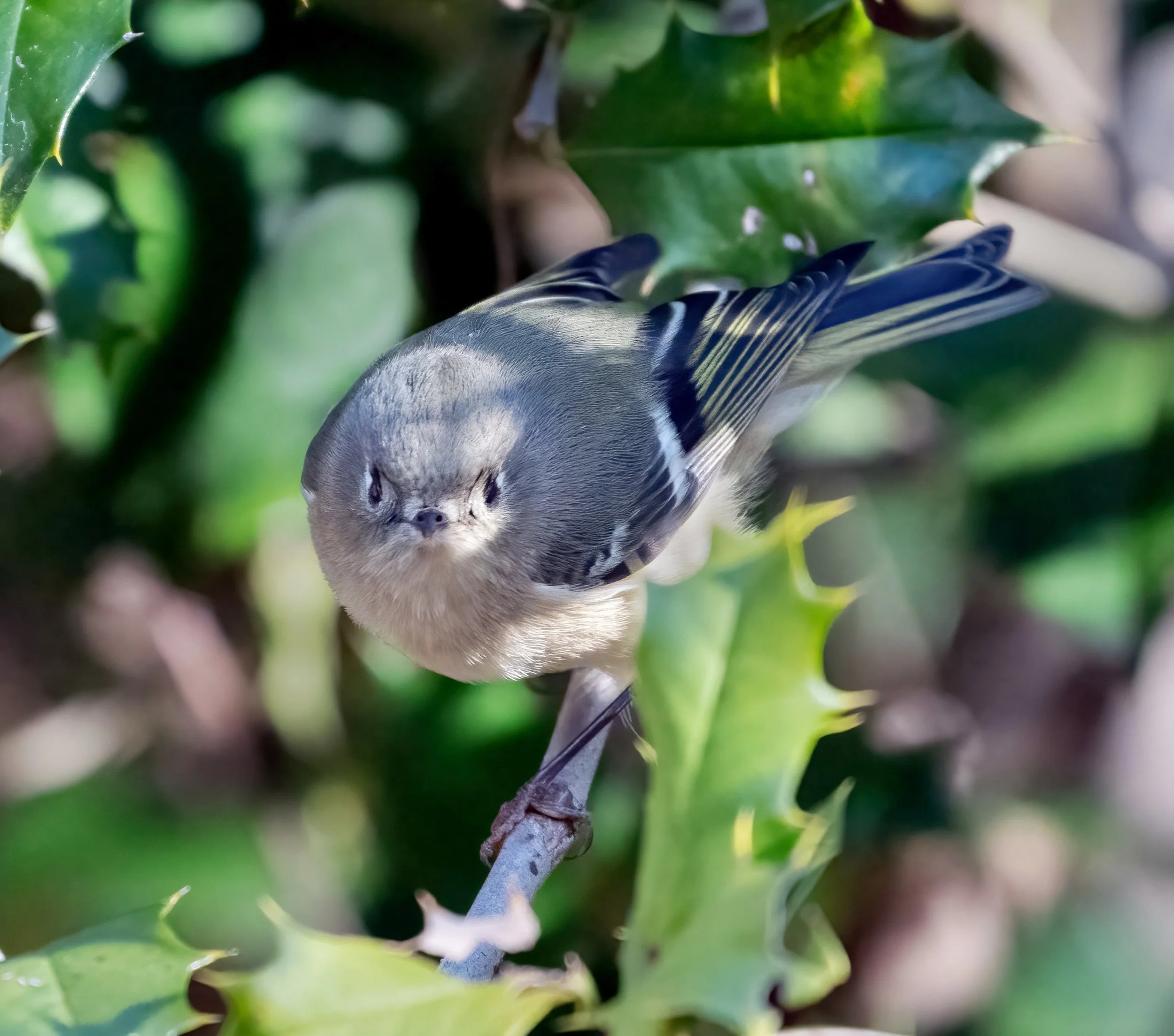 Ruby crowned kinglet (courtesy of Jim Easton)