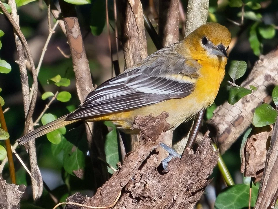 Baltimore oriole (courtesy of Jim Easton)