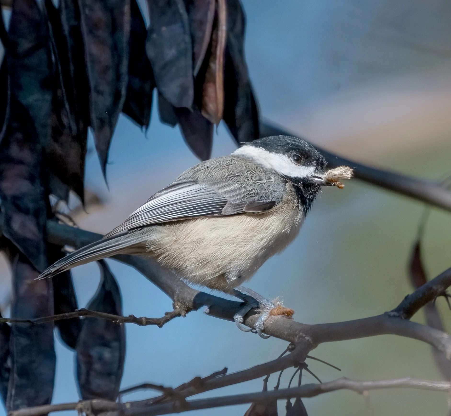 Carolina chickadee (courtesy of Jim Easton)